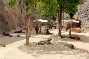 Tigers relaxing @ Tiger Temple