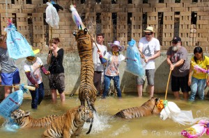 Playing with Tigers