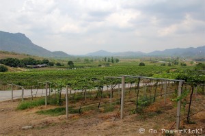 Hua Hin Hills Vineyard - 2